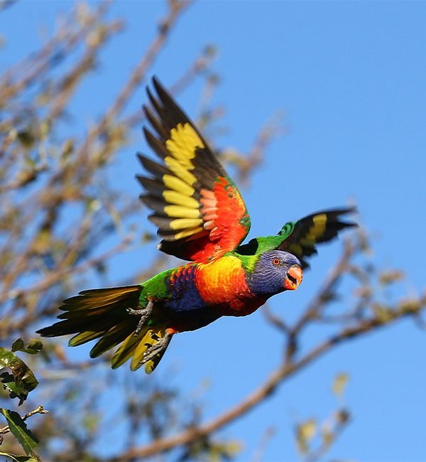 Loro